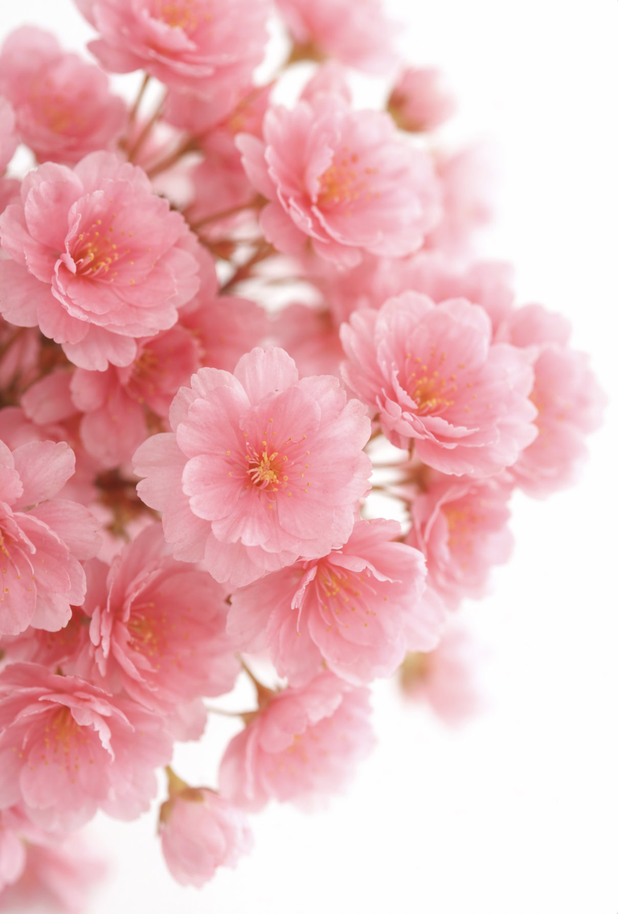 A close-up of a bunch of vibrant pink cherry blossoms with delicate petals and yellow centers, set against a bright white background.